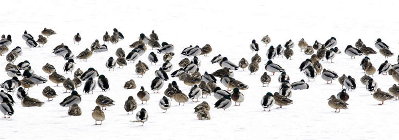 无人,横图,俯视,室外,特写,白天,白色背景,鸟,野生动物,一群,许多,鸟类,鸭,很多,家禽,动物,可爱,摄影,栖息,牲畜,活泼,影棚,栖身,彩图,高角度拍摄,全身,影棚拍摄,拍摄