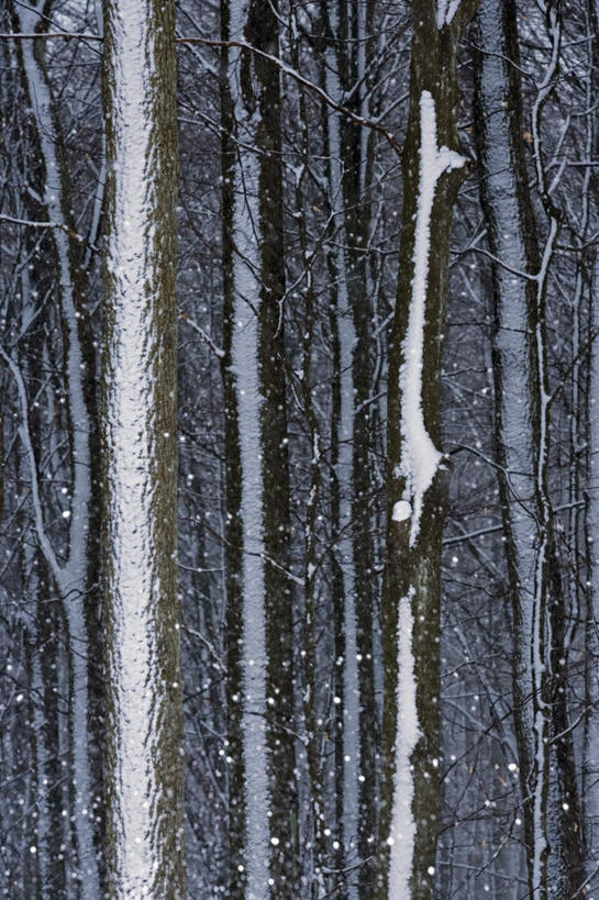 无人,竖图,室外,白天,正面,旅游,度假,雪,大雪,一排,整齐,积雪,雪景,冬季,冬天,树桩,娱乐,树,树干,排列,风景,享受,休闲,木桩,景色,放松,寒冷,风光,景物,队列,严寒,风物,光景,景致,彩图