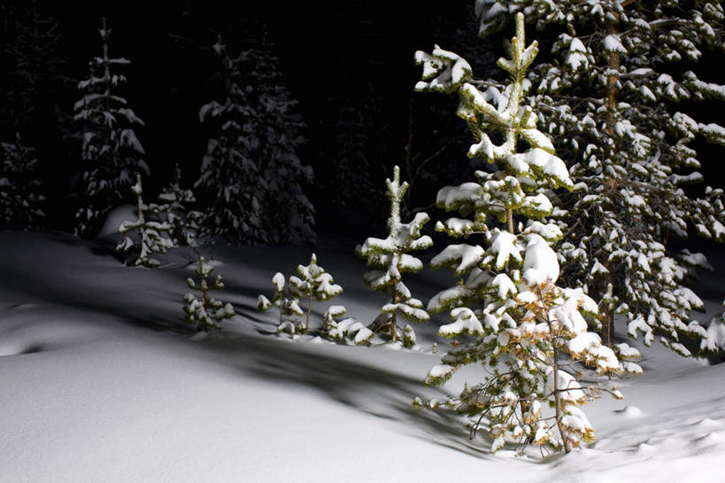 横图,室外,夜晚,正面,旅游,度假,美景,森林,树林,雪,植物,大雪,瑞典,欧洲,光线,积雪,景观,雪景,冬季,冬天,光芒,娱乐,树,树木,绿色,自然,享受,休闲,景色,放松,寒冷,生长,成长,斯堪的纳维亚,自然风光,北欧,斯堪的纳维亚半岛,云杉,严寒,粗皮云杉,粗枝云杉,大果云杉,瑞典王国,针叶树,半身,彩图