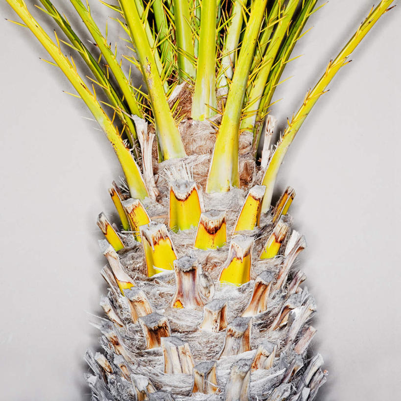 无人,方图,室内,特写,白天,白色背景,正面,植物,棕榈树,叶子,一棵,阴影,粗糙,透明,光线,影子,绿叶,辉煌,树,树木,黄色,绿色,自然,健康,嫩叶,摄影,活泼,影棚,生长,成长,希望,暖色,毛糙,光辉,棕榈叶,光明,功名,轻快,叶,叶片,彩图,影棚拍摄,拍摄,粗拙