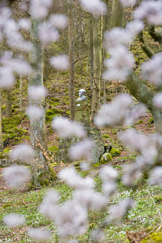 无人,竖图,室外,白天,正面,旅游,度假,幸福,纯洁,草地,草坪,美景,植物,樱花,瑞典,欧洲,朦胧,模糊,景观,樱花树,娱乐,草,树,树木,绿色,自然,享受,休闲,景色,放松,生长,成长,等待,生命,斯堪的纳维亚,自然风光,北欧,斯堪的那维亚,斯堪的那维亚半岛,斯堪的纳维亚半岛,仙樱花,福岛樱,青肤樱,高尚,热烈,瑞典王国,荆桃,彩图,斯堪尼省