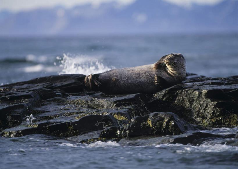 无人,横图,室外,白天,正面,旅游,度假,石头,美景,沙滩,哺乳动物,海豹,野生动物,挪威,欧洲,阴影,光线,沙子,石子,影子,海岸,景观,沙地,注视,娱乐,一只,阳光,自然,动物,观察,看,享受,休闲,景色,放松,可爱,遮,遮掩,活泼,观看,察看,掩盖,遮挡,斯堪的纳维亚,关注,自然风光,北欧,斯堪的那维亚,斯堪的那维亚半岛,斯堪的纳维亚半岛,遮盖,斑海豹,斯瓦尔巴群岛,掩饰,挪威王国,斯匹次卑尔根群岛,海滩,石块,彩图,全身