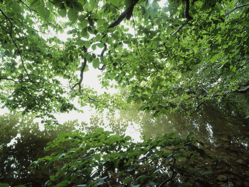 无人,横图,室外,白天,仰视,旅游,度假,美景,森林,树林,植物,叶子,瑞典,欧洲,阴影,光线,纹理,影子,景观,绿叶,娱乐,树,树木,蓝色,绿色,蓝天,天空,阳光,自然,天,享受,休闲,嫩叶,景色,放松,生长,晴朗,成长,斯堪的纳维亚,自然风光,北欧,斯堪的那维亚,斯堪的那维亚半岛,斯堪的纳维亚半岛,万里无云,肌理,瑞典王国,叶,叶片,叶脉,晴空,晴空万里,彩图,低角度拍摄,斯堪尼省