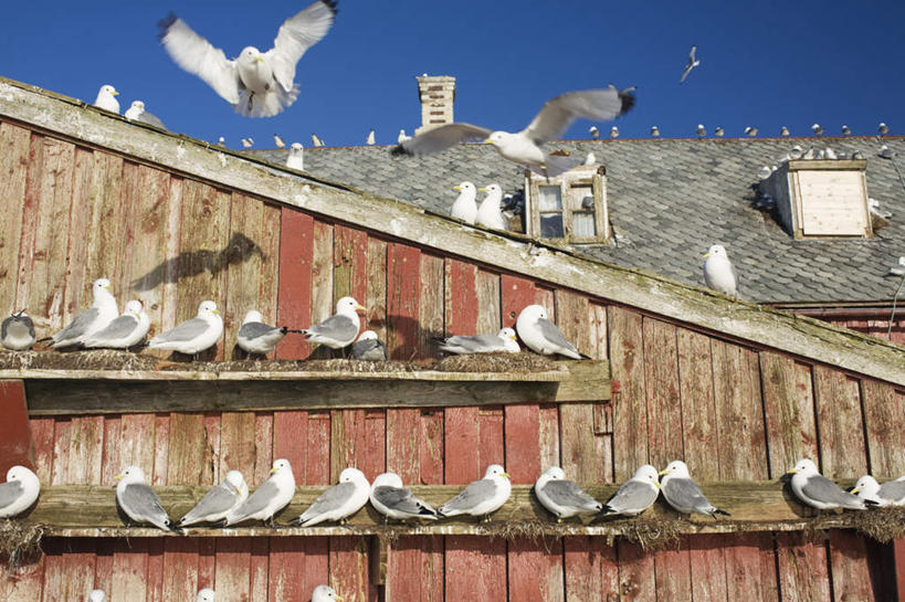 无人,家,木屋,横图,室外,白天,仰视,旅游,度假,海鸟,鸟,挪威,欧洲,一排,许多,飞翔,伸展,张开,展翅,阴影,整齐,飞行,光线,翅膀,鸟类,影子,墙,很多,翱翔,娱乐,飞,墙壁,墙面,住宅,排列,蓝色,风景,蓝天,天空,阳光,天,享受,休闲,景色,放松,栖息,晴朗,风光,景物,斯堪的纳维亚,队列,北欧,斯堪的纳维亚半岛,张开翅膀,万里无云,风物,光景,景致,三趾鸥,挪威王国,栖身,展开翅膀,晴空,晴空万里,彩图,低角度拍摄,全身,茅舍,茅屋,棚屋,小木屋,小屋