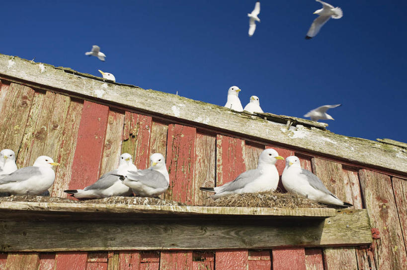 无人,家,木屋,横图,室外,白天,仰视,旅游,度假,海鸟,鸟,挪威,欧洲,一排,许多,飞翔,伸展,张开,展翅,阴影,整齐,飞行,光线,翅膀,鸟类,影子,墙,很多,翱翔,娱乐,飞,墙壁,墙面,住宅,排列,蓝色,风景,蓝天,天空,阳光,天,享受,休闲,景色,放松,栖息,晴朗,风光,景物,斯堪的纳维亚,队列,北欧,斯堪的纳维亚半岛,张开翅膀,万里无云,风物,光景,景致,三趾鸥,挪威王国,栖身,展开翅膀,晴空,晴空万里,彩图,低角度拍摄,全身,茅舍,茅屋,棚屋,小木屋,小屋
