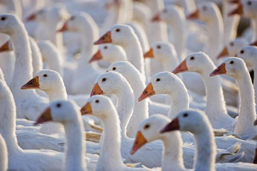 头,无人,站,横图,室外,特写,白天,侧面,美景,鹅,鸟,一群,许多,阴影,朦胧,模糊,光线,鸟类,水鸟,影子,景观,很多,注视,白色,阳光,自然,观察,看,站着,景色,观看,察看,关注,自然风光,头部,白鹅,站立,半身,彩图,家鹅