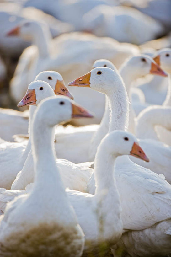 头,无人,站,竖图,室外,特写,白天,侧面,美景,鹅,鸟,一群,许多,阴影,朦胧,模糊,光线,鸟类,水鸟,影子,景观,很多,注视,白色,阳光,自然,观察,看,站着,景色,观看,察看,关注,自然风光,头部,白鹅,站立,半身,彩图,家鹅