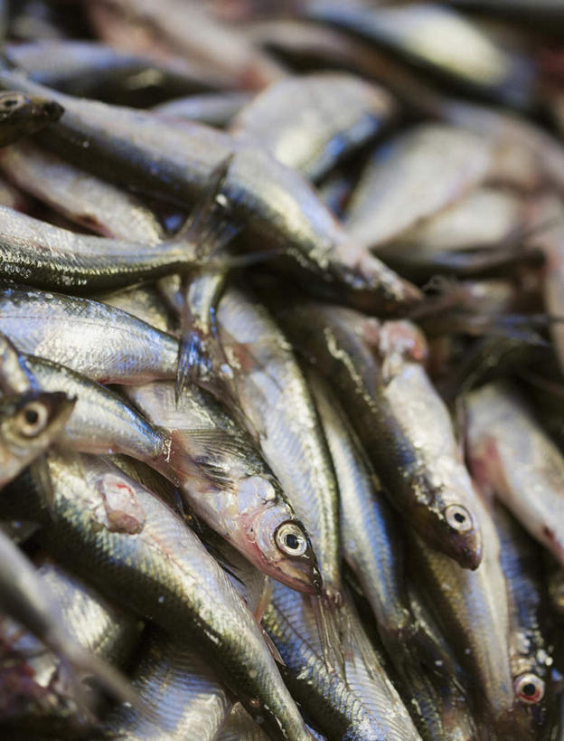 无人,竖图,俯视,室外,特写,白天,一堆,许多,阴影,堆叠,堆积,光线,鱼,影子,鱼类,捕鱼,海洋生物,阳光,堆,死亡,打鱼,水生动物,水生物,海底动物,殒命,灭亡,半身,彩图,高角度拍摄