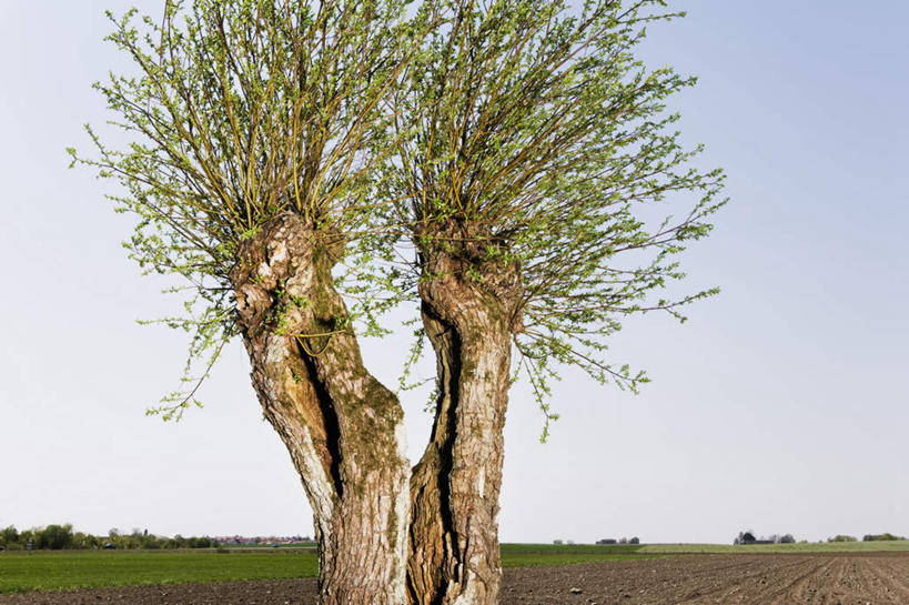 无人,农田,横图,室外,白天,正面,旅游,度假,庄稼,农作物,草地,草坪,美景,树林,植物,瑞典,欧洲,阴影,光线,影子,景观,娱乐,草,树,树木,蓝色,绿色,蓝天,天空,阳光,自然,天,享受,休闲,景色,放松,生长,晴朗,成长,斯堪的纳维亚,自然风光,北欧,斯堪的那维亚,斯堪的那维亚半岛,斯堪的纳维亚半岛,万里无云,瑞典王国,晴空,晴空万里,彩图,耕地,庄稼田,斯堪尼省