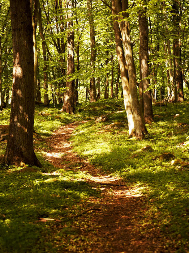 无人,竖图,室外,白天,正面,旅游,度假,草地,草坪,美景,树林,植物,道路,路,瑞典,欧洲,阴影,光线,影子,景观,小路,交通,娱乐,草,树,树木,蓝色,绿色,蓝天,天空,阳光,自然,天,享受,休闲,景色,放松,乡间小路,生长,晴朗,成长,斯堪的纳维亚,自然风光,北欧,斯堪的那维亚,斯堪的那维亚半岛,斯堪的纳维亚半岛,万里无云,瑞典王国,晴空,晴空万里,彩图,斯堪尼省