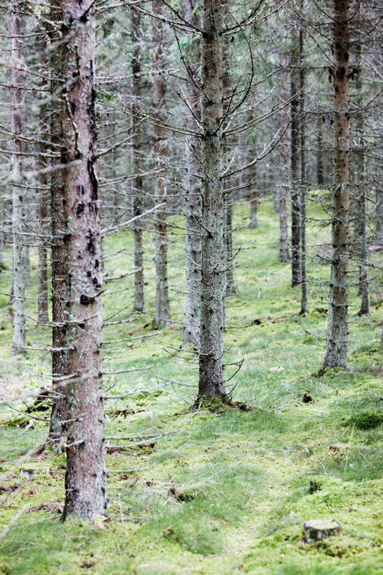 无人,竖图,室外,白天,正面,旅游,度假,草地,草坪,美景,树林,植物,瑞典,欧洲,阴影,光线,影子,景观,娱乐,草,树,树木,绿色,阳光,自然,享受,休闲,景色,放松,生长,成长,斯堪的纳维亚,自然风光,北欧,斯堪的纳维亚半岛,云杉,粗皮云杉,粗枝云杉,大果云杉,瑞典王国,针叶树,彩图