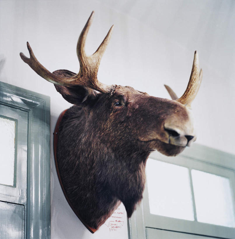 脸,头,脸颊,无人,竖图,室内,白天,仰视,幸福,窗户,天花板,哺乳动物,鹿,野生动物,吊挂,悬挂,挂,玻璃窗,一只,动物,可爱,活泼,吉祥,进取,角鹿,头部,脸部,脸蛋,面部,驯鹿,半身,彩图,低角度拍摄