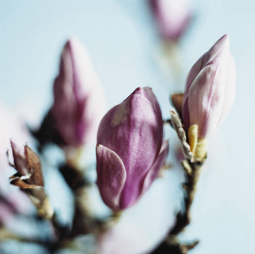 无人,横图,俯视,室内,白天,植物,玉兰花,阴影,朦胧,模糊,盛开,光线,影子,墙,花蕾,墙壁,墙面,花,花瓣,花朵,鲜花,绿色,阳光,自然,花苞,花蕊,生长,成长,辛夷,木笔,木兰花,望春玉兰,辛夷花,玉兰,应春花,望春花,木兰,彩图,高角度拍摄