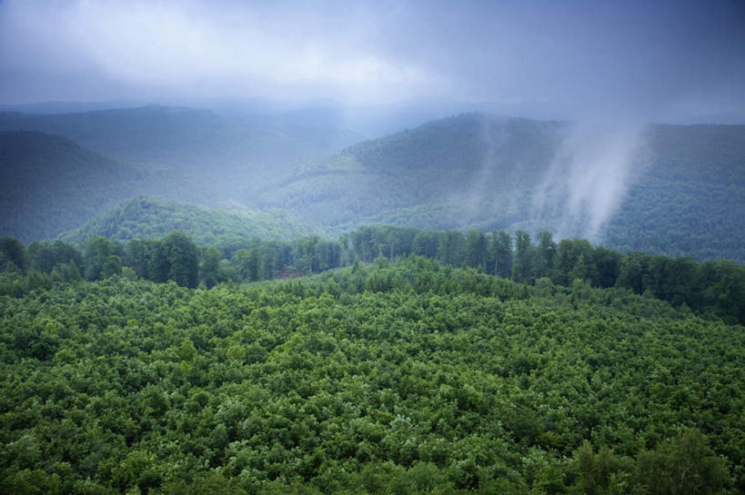 无人,横图,俯视,室外,白天,旅游,度假,美景,森林,树林,植物,雾,德国,欧洲,阴影,朦胧,模糊,光线,影子,景观,云,云朵,拂晓,黎明,云彩,娱乐,树,树木,蓝色,绿色,白云,蓝天,天空,阳光,自然,天,享受,休闲,景色,放松,生长,晴朗,成长,迷雾,西欧,自然风光,德意志联邦共和国,莱茵兰.普法尔茨州,大雾,晴空,彩图,高角度拍摄