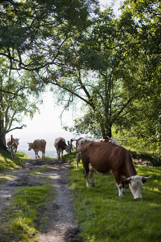 无人,竖图,室外,白天,正面,旅游,度假,草地,草坪,美景,植物,道路,路,牛,德国,欧洲,阴影,光线,影子,景观,小路,交通,娱乐,草,树,树木,蓝色,绿色,蓝天,天空,阳光,自然,动物,天,享受,休闲,家畜,景色,放松,牲畜,生长,晴朗,成长,西欧,自然风光,五头,万里无云,德意志联邦共和国,巴伐利亚,巴伐利亚州,拜恩州,拜恩自由州,晴空,晴空万里,彩图,全身