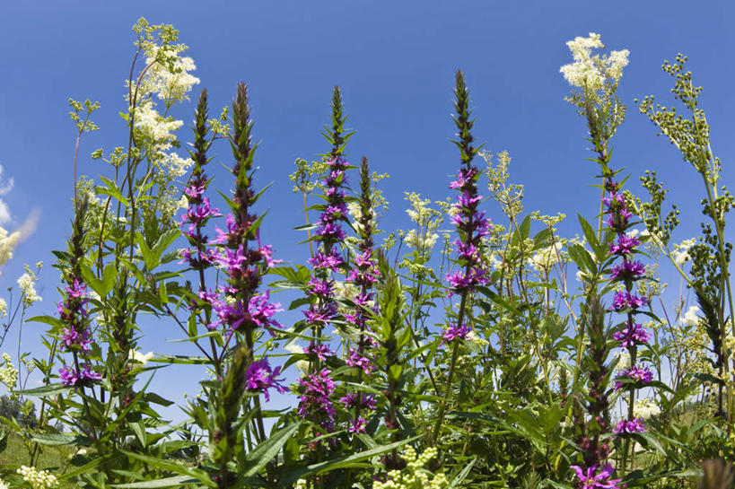 无人,横图,室外,特写,白天,正面,美景,绣线菊,德国,欧洲,一群,许多,阴影,盛开,光线,影子,景观,很多,花蕾,花,花瓣,花朵,鲜花,蓝色,紫色,白色,蓝天,天空,阳光,自然,天,花苞,花蕊,祈福,景色,晴朗,卫生,西欧,自然风光,努力,纯真,万里无云,德意志联邦共和国,洁净,巴伐利亚,巴伐利亚州,拜恩州,拜恩自由州,光明,恬静,中间色,朴素,清白,晴空,晴空万里,蚂蝗梢,彩图