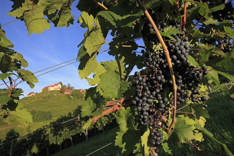 无人,家,果园,横图,室外,特写,白天,仰视,旅游,度假,美景,山,山脉,田园,葡萄,德国,欧洲,阴影,光线,影子,房屋,屋子,草屋,景观,山峰,山峦,娱乐,葡萄园,住宅,蓝色,紫色,蓝天,天空,阳光,自然,茅草屋,庄园,群山,天,享受,休闲,景色,放松,晴朗,西欧,自然风光,万里无云,德意志联邦共和国,巴登.符腾堡,巴登.符腾堡州,巴符州,巴登巴登,晴空,晴空万里,山葫芦,蒲桃,草龙珠,彩图,低角度拍摄,房子,茅舍,茅屋,小屋