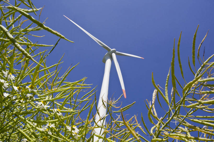 无人,横图,室外,白天,仰视,旅游,度假,风力发电机,叶子,阴影,环保,光线,发电机,影子,根茎,绿叶,娱乐,蓝色,蓝天,天空,阳光,天,油菜花,享受,休闲,嫩叶,放松,能源,回收,资源,利用,低碳,循环,持续,叶,叶片,彩图,低角度拍摄,芸苔,芸薹