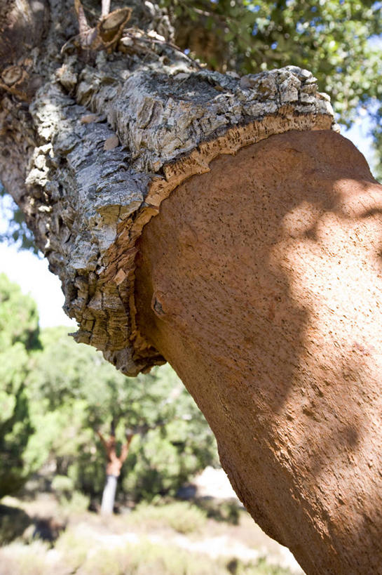 无人,竖图,室外,特写,白天,正面,旅游,度假,美景,植物,葡萄牙,欧洲,阴影,光线,影子,景观,树皮,娱乐,树,树木,绿色,阳光,自然,享受,休闲,景色,放松,高低,生长,成长,凹凸,南欧,自然风光,橡树,葡萄牙共和国,阿尔加维,彩图