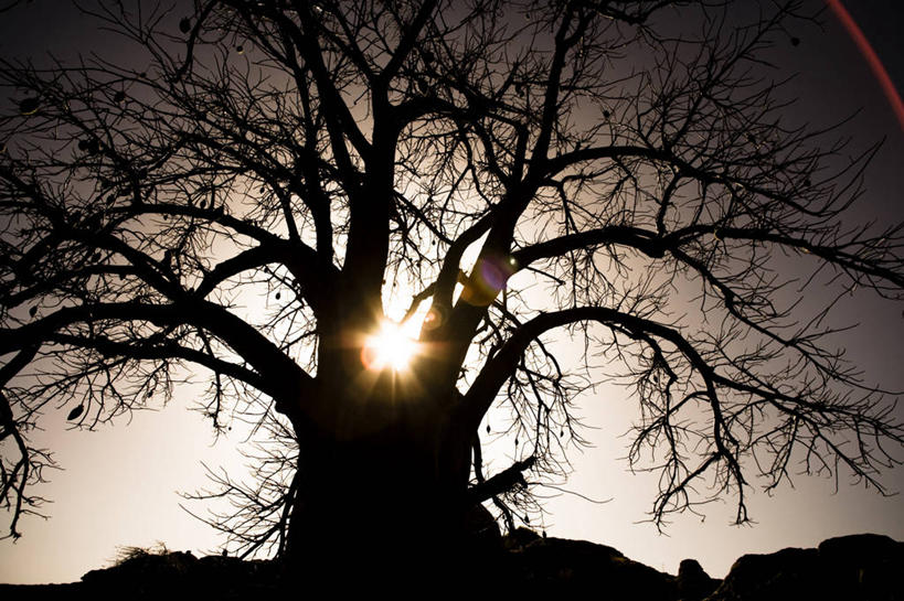 无人,横图,室外,白天,仰视,旅游,度假,美景,日落,植物,非洲,马里,阴影,光线,影子,景观,晚霞,霞光,落日,背光,娱乐,树,树木,绿色,阳光,自然,黄昏,享受,休闲,景色,彩霞,放松,生长,成长,自然风光,逆光,阿非利加洲,酸瓠树,波巴布树,猴面包树,猴树,猢狲缅,猢狲面,猢狲木,旅人树,死老鼠树,马里共和国,西非,夕照,夕阳,彩图,低角度拍摄,斜阳