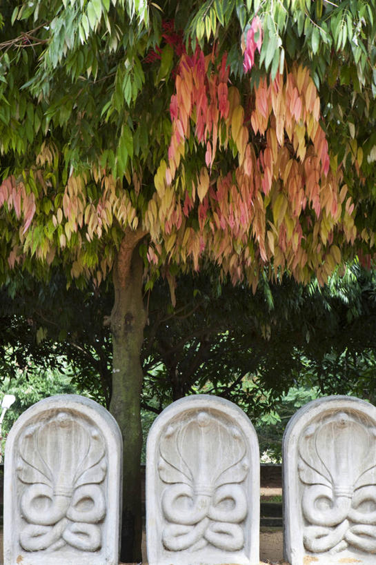 无人,竖图,室外,白天,正面,旅游,度假,植物,标志建筑,地标,建筑,叶子,斯里兰卡,亚洲,一排,阴影,节日,整齐,光线,影子,纪念碑,绿叶,首都,文化,娱乐,建设,树,树木,排列,绿色,阳光,自然,祈祷,享受,休闲,健康,嫩叶,旅游胜地,放松,许愿,宗教,信仰,生长,成长,纪念,祈求,队列,南亚,斯里兰卡民主社会主义共和国,科伦坡,平安,叶,叶片,彩图