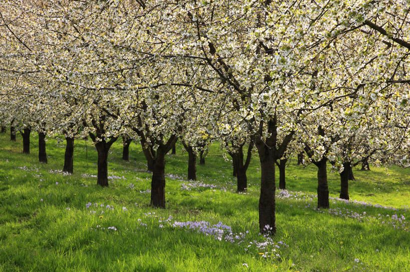无人,横图,室外,白天,正面,旅游,度假,草地,草坪,美景,植物,德国,欧洲,阴影,盛开,光线,影子,景观,果树,花蕾,娱乐,草,花,花瓣,花朵,鲜花,树,树木,绿色,白色,阳光,自然,花苞,花蕊,享受,休闲,景色,放松,生长,成长,西欧,自然风光,德意志联邦共和国,巴登.符腾堡,巴登.符腾堡州,巴符州,巴登巴登,彩图