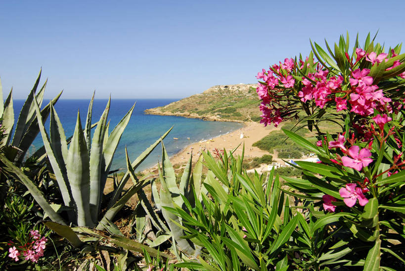 无人,横图,室外,白天,正面,旅游,度假,海浪,海洋,美景,沙滩,龙舌兰,欧洲,马耳他,阴影,盛开,光线,沙子,影子,海岸,景观,浪花,沙地,花蕾,娱乐,花,花瓣,花朵,鲜花,蓝色,蓝天,天空,阳光,自然,海水,天,花苞,花蕊,享受,休闲,景色,放松,晴朗,夹竹桃,自然风光,海景,柳叶桃,半年红,万里无云,毛边丝兰,软叶丝兰,丝兰,马耳他共和国,番麻,大海,风浪,海,海水的波动,海滩,近岸浪,涌浪,晴空,晴空万里,彩图,龙舌掌