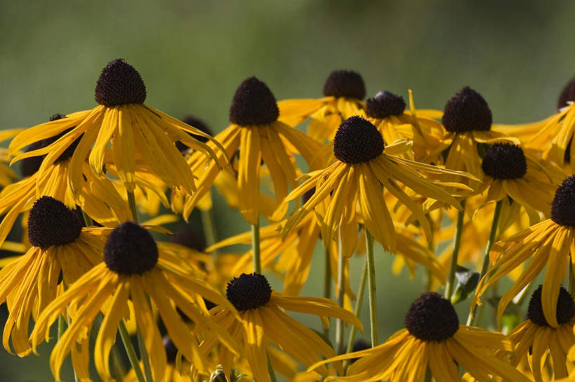 无人,横图,俯视,室外,白天,旅游,度假,美景,许多,阴影,朦胧,模糊,盛开,光线,密集,影子,景观,花蕾,娱乐,花,花瓣,花朵,鲜花,黄色,阳光,自然,花苞,花蕊,享受,休闲,景色,放松,自然风光,鳞集,辘集,麋集,彩图,高角度拍摄