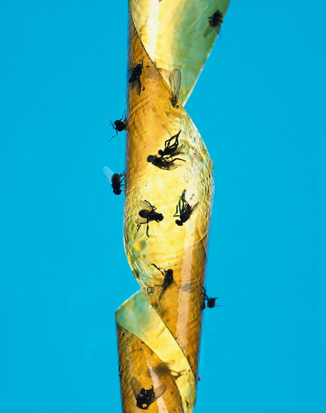 无人,竖图,俯视,室内,特写,白天,苍蝇,一张,许多,阴影,蓝色背景,光线,细菌,昆虫,影子,灯光,动物,摄影,影棚,死亡,病菌,害虫,传染,四害,殒命,灭亡,捕蝇纸,彩图,高角度拍摄,全身,影棚拍摄,拍摄