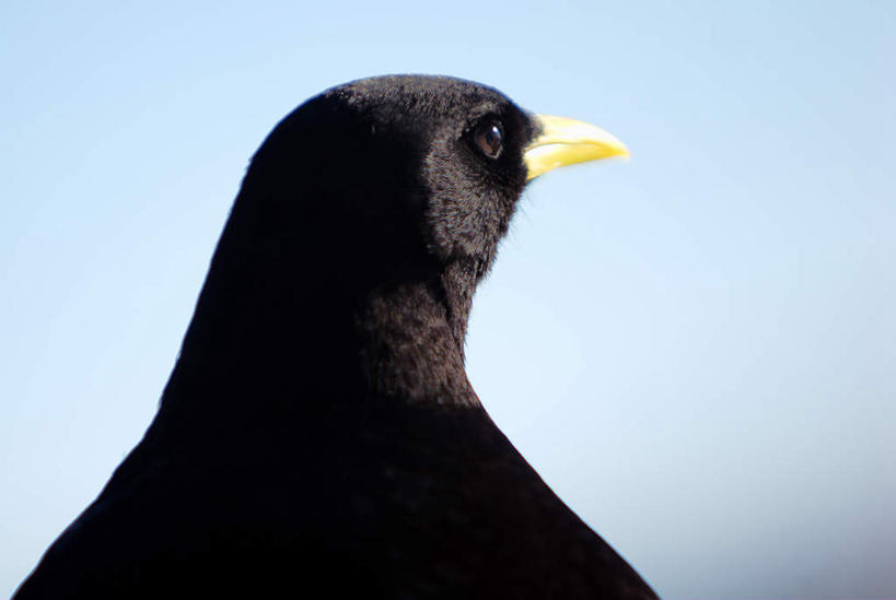 无人,站,横图,室外,白天,山,山脉,山峰,山峦,注视,一只,背面,蓝色,蓝天,天空,群山,天,观察,看,站着,观看,察看,关注,孤苦,伶仃,黄嘴山鸦,山鸦,孤单,孤独,站立,半身,彩图