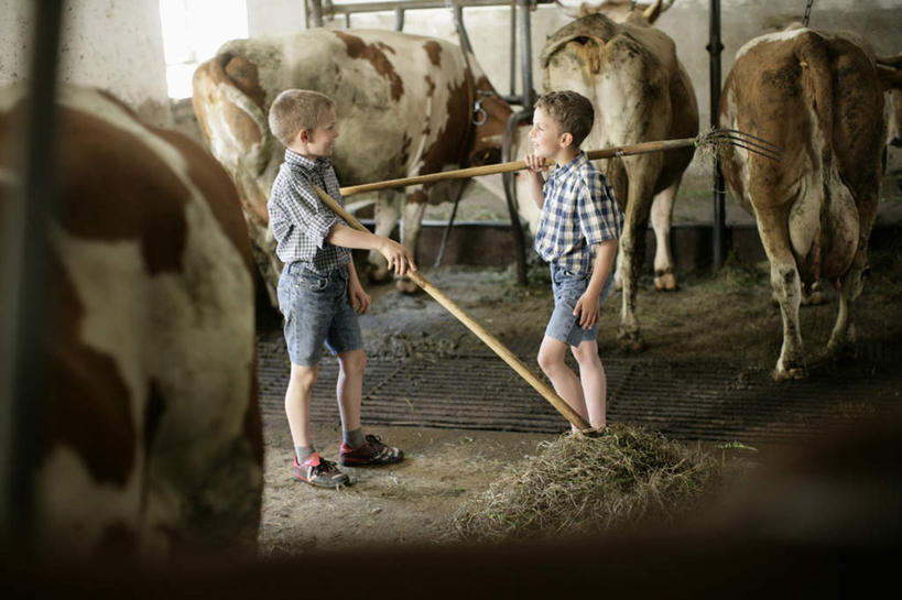 西方人,儿童,两个人,站,横图,室内,白天,侧面,纯洁,牛,德国,欧洲,欧洲人,阴影,光线,叉子,影子,拿,拿着,小孩,阳光,动物,站着,家畜,可爱,童年,童趣,四头,牲畜,西欧,童真,烂漫,无邪,德意志联邦共和国,牛棚,巴伐利亚,巴伐利亚州,拜恩州,拜恩自由州,天真,男孩,男人,男性,白种人,站立,彩图,全身,男生