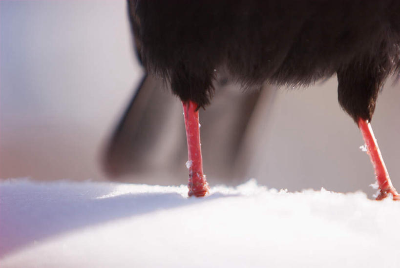 腿部,腿,无人,横图,室外,特写,白天,正面,旅游,度假,美景,雪,大雪,鸟,德国,欧洲,阴影,朦胧,模糊,光线,鸟类,影子,积雪,景观,雪景,冬季,冬天,娱乐,一只,黑色,阳光,自然,享受,休闲,景色,放松,寒冷,西欧,自然风光,德意志联邦共和国,严寒,巴伐利亚,巴伐利亚州,拜恩州,拜恩自由州,红嘴山鸦,山鸦,半身,彩图