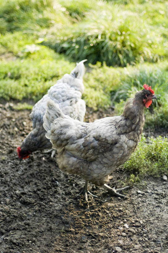 无人,站,竖图,俯视,室外,特写,白天,旅游,度假,草地,草坪,美景,植物,鸡,德国,欧洲,阴影,光线,影子,景观,泥土,土壤,鸡冠,娱乐,家禽,草,红色,绿色,阳光,自然,动物,低头,站着,两只,享受,休闲,景色,放松,牲畜,西欧,自然风光,德意志联邦共和国,站立,彩图,高角度拍摄,全身