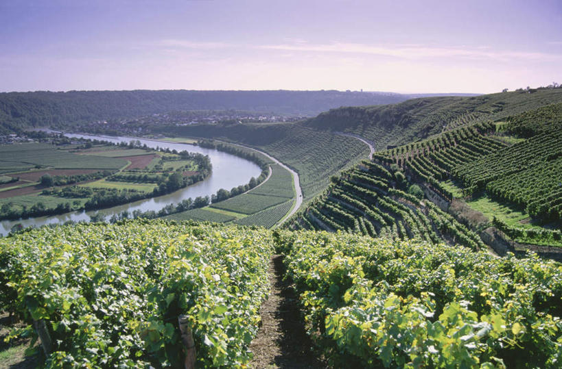 无人,果园,横图,室外,白天,正面,旅游,度假,草地,草坪,河流,美景,山,山脉,水,田园,植物,德国,欧洲,阴影,光线,影子,河水,景观,山峰,水流,葡萄树,山峦,娱乐,葡萄园,架子,草,树,树木,蓝色,绿色,蓝天,天空,阳光,自然,庄园,群山,天,享受,休闲,景色,放松,生长,晴朗,成长,支撑,固定,西欧,自然风光,葡萄架,万里无云,德意志联邦共和国,内卡河,巴登.符腾堡,巴登.符腾堡州,巴符州,晴空,晴空万里,彩图