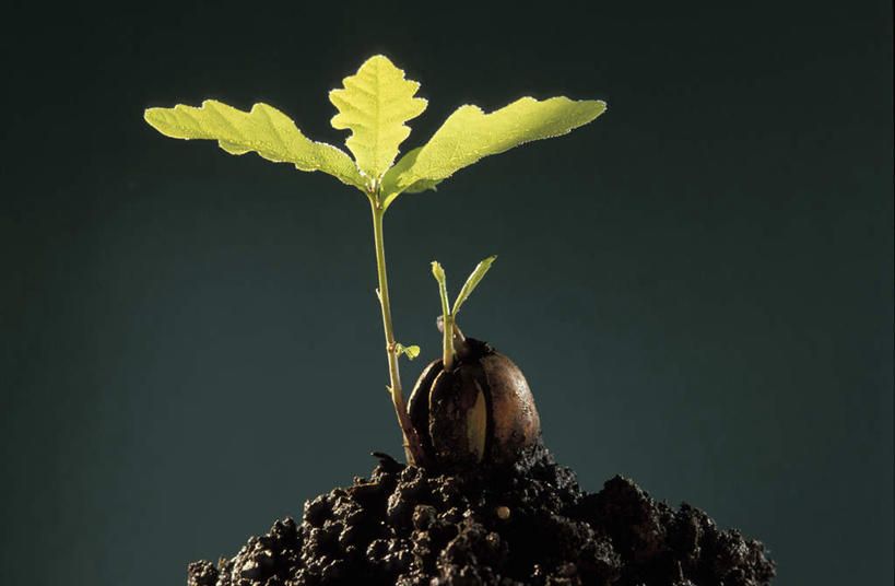 无人,横图,室内,白天,正面,叶子,黑色背景,泥土,绿叶,种子,嫩芽,嫩叶,摄影,影棚,橡树,新苗,叶,叶片,彩图,影棚拍摄,拍摄