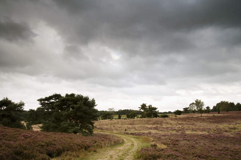 无人,横图,室外,白天,正面,旅游,度假,草地,草原,花海,花圃,美景,植物,叶子,德国,欧洲,盛开,景观,旷野,花蕾,娱乐,草,花,花瓣,花朵,花卉,鲜花,树,树木,绿色,自然,花丛,花束,花田,花苞,花蕊,享受,休闲,景色,放松,生长,成长,庄重,西欧,自然风光,原野,德意志联邦共和国,威严,扇骨木,石南,石南花,石楠,石楠花,下萨克森州,下萨克森,孤独,彩图