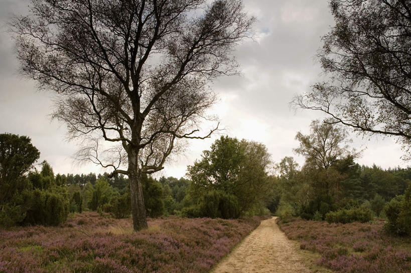 无人,横图,室外,白天,正面,旅游,度假,草地,草坪,美景,植物,道路,路,德国,欧洲,盛开,景观,云,云朵,小路,交通,花蕾,云彩,娱乐,草,花,花瓣,花朵,鲜花,树,树木,蓝色,绿色,白云,蓝天,天空,自然,天,花苞,花蕊,享受,休闲,景色,放松,乡间小路,生长,晴朗,成长,庄重,西欧,自然风光,德意志联邦共和国,威严,扇骨木,石南,石南花,石楠,石楠花,下萨克森州,下萨克森,孤独,晴空,彩图