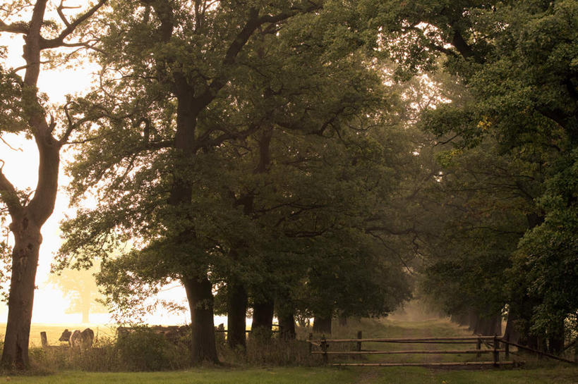 无人,农场,栏杆,站,横图,室外,白天,正面,旅游,度假,畜牧业,牧场,草地,草坪,美景,植物,牛,德国,欧洲,阴影,光线,影子,栅栏,景观,篱笆,围栏,拂晓,黎明,注视,娱乐,护栏,草,树,树木,绿色,阳光,自然,动物,观察,看,站着,两只,享受,休闲,家畜,景色,放松,牲畜,生长,成长,观看,察看,西欧,关注,自然风光,畜牧,德意志联邦共和国,牧业,下萨克森州,下萨克森,站立,彩图,全身