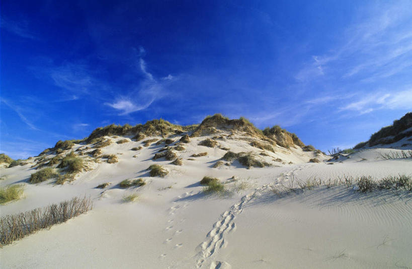 无人,横图,室外,白天,仰视,旅游,度假,沙漠,植物,芦苇,德国,欧洲,脚印,阴影,枯萎,光线,影子,云,云朵,枯草,云彩,娱乐,草,黄色,蓝色,白云,蓝天,天空,阳光,天,享受,休闲,放松,晴朗,足迹,西欧,德意志联邦共和国,行踪,脚迹,芦芛,石勒苏益格.荷尔斯泰因,芦,芦花,苇,大漠,砂漠,晴空,彩图,低角度拍摄