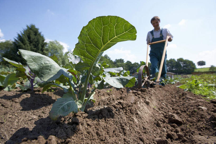西方人,一个人,推,横图,室外,特写,白天,仰视,工作服,制服,旅游,度假,树林,植物,蔬菜,欧洲,欧洲人,仅一个男性,仅一个人,仅一个中年男性,阴影,新鲜,光线,影子,耕田,园艺,花菜,花椰菜,西兰花,食品,娱乐,耕种,树,树木,食物,蓝色,绿色,蓝天,天空,阳光,自然,天,享受,休闲,放松,有机食品,绿色食品,生长,成长,泥,器具,工作制服,男人,男性,中年男性,白种人,彩图,低角度拍摄,全身,工作套服