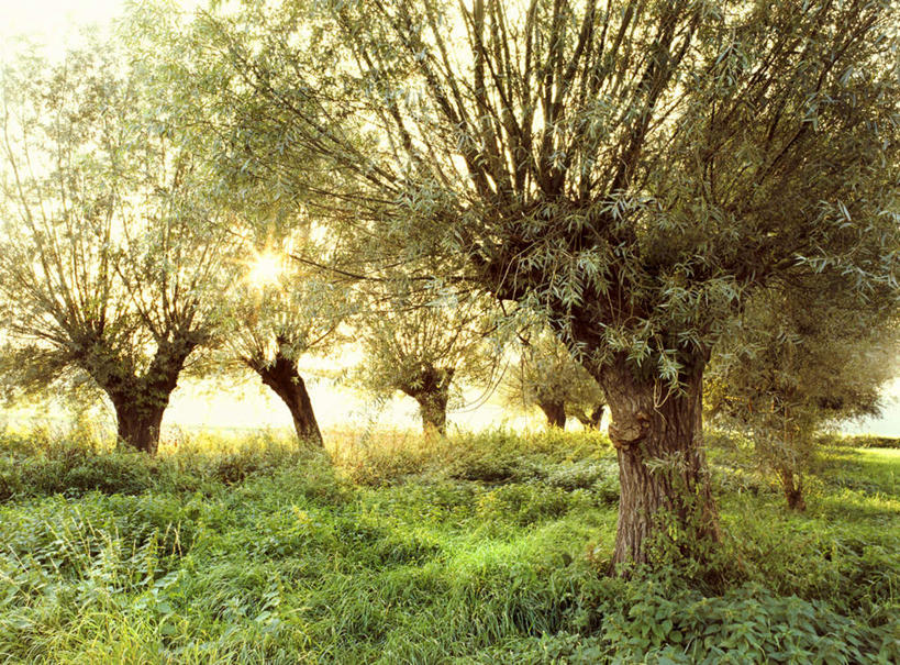 无人,横图,室外,白天,正面,旅游,度假,草地,草坪,河流,美景,水,植物,柳树,德国,阴影,波纹,光线,影子,河水,景观,水流,树桩,枝条,涟漪,背光,娱乐,垂柳,草,树,树干,树木,树枝,绿色,倒影,水纹,阳光,自然,波浪,享受,休闲,木桩,景色,放松,生长,成长,倒映,西欧,自然风光,逆光,德意志联邦共和国,水晕,倒挂柳,反照,北威州,虬枝,枝杈,北莱茵.威斯特法伦州,垂枝柳,彩图