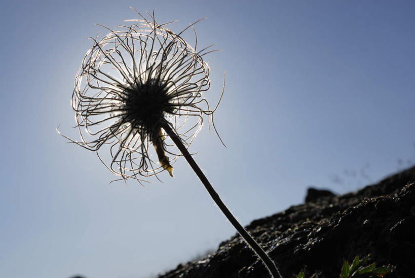 无人,横图,室外,特写,白天,仰视,旅游,度假,石头,植物,白头翁,阴影,光线,石子,影子,根茎,草药,药草,背光,娱乐,中药,蓝色,蓝天,天空,阳光,天,享受,休闲,放松,清热,药材,中草药,逆光,杀虫,中药材,本草,解毒,燥湿,止痢,奈何草,石块,彩图,低角度拍摄,凉血