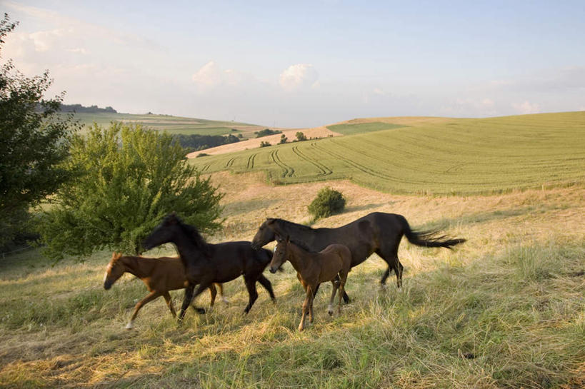 无人,农场,横图,室外,白天,正面,旅游,度假,畜牧业,牧场,草地,草坪,美景,植物,马,野生动物,德国,欧洲,奔驰,阴影,光线,影子,景观,云,云朵,云彩,注视,娱乐,草,树,树木,四匹,蓝色,绿色,白云,蓝天,天空,阳光,自然,动物,天,奔跑,观察,看,享受,休闲,景色,放松,运输,牲畜,生长,晴朗,成长,观看,察看,西欧,关注,自然风光,畜牧,德意志联邦共和国,牧业,勤奋,勤劳,勤恳,勤快,勤勉,辛勤,莱茵兰.普法尔茨州,晴空,彩图,全身