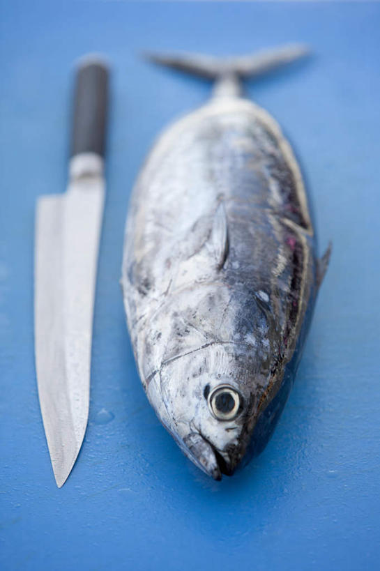 海鲜,无人,竖图,俯视,室内,特写,白天,餐桌,桌子,金属制品,一把,一条,阴影,蓝色背景,朦胧,模糊,反射,金属,工具,影子,刀具,鲣鱼,水产,海洋生物,刀,摄影,影棚,餐台,水生动物,菜刀,海产品,水生物,海底动物,切菜刀,小金枪鱼,炸弹鱼,彩图,高角度拍摄,影棚拍摄,拍摄