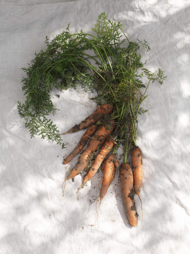 无人,竖图,俯视,室内,特写,白天,餐桌,桌子,萝卜,胡萝卜,蔬菜,叶子,许多,阴影,新鲜,光线,影子,泥土,土壤,食品,绿叶,很多,食物,阳光,嫩叶,有机食品,绿色食品,餐台,黄萝卜,番萝卜,叶,叶片,红萝卜,甘荀,彩图,高角度拍摄,丁香萝卜,胡芦菔金,金笋