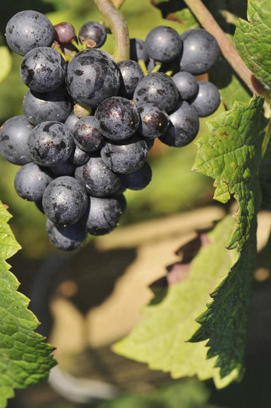 无人,竖图,室外,特写,白天,正面,葡萄,水果,阴影,朦胧,模糊,新鲜,光线,影子,生食,食品,果实,架子,食物,紫色,阳光,有机食品,绿色食品,支撑,固定,葡萄架,山葫芦,蒲桃,草龙珠,彩图,黑葡萄