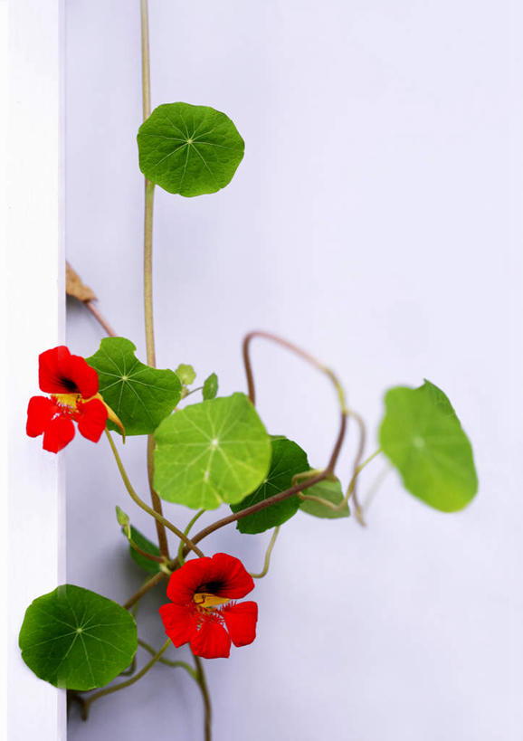 无人,竖图,室内,特写,白天,白色背景,正面,叶子,阴影,盛开,反射,影子,墙,绿叶,花蕾,墙壁,墙面,花,花瓣,花朵,鲜花,两朵,白色,花苞,花蕊,嫩叶,摄影,影棚,旱金莲,金莲花,寒金莲,旱荷,旱莲花,金钱莲,大红雀,叶,叶片,旱荷花,彩图,影棚拍摄,拍摄