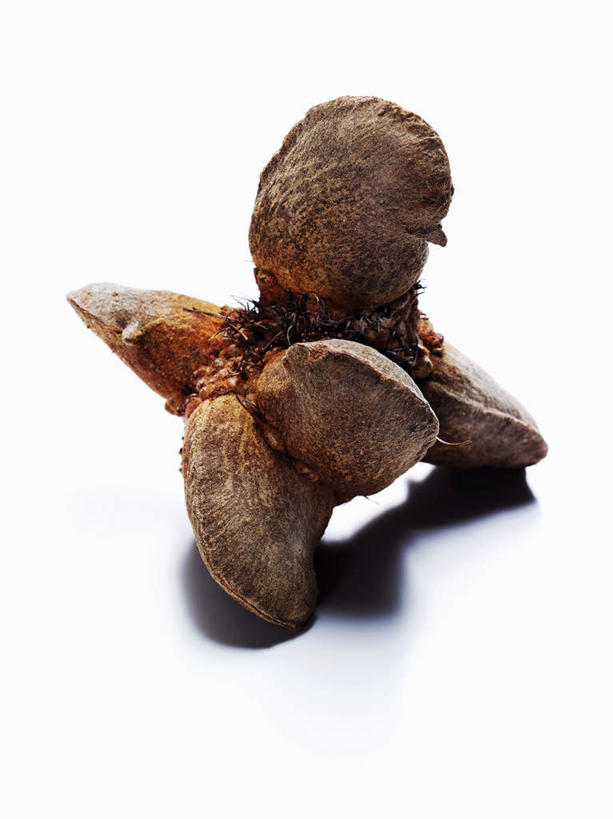 无人,竖图,俯视,室内,特写,白天,白色背景,餐桌,桌子,阴影,反射,影子,两个,摄影,影棚,餐台,山龙眼,黄豆树,彩图,高角度拍摄,影棚拍摄,拍摄,大力王