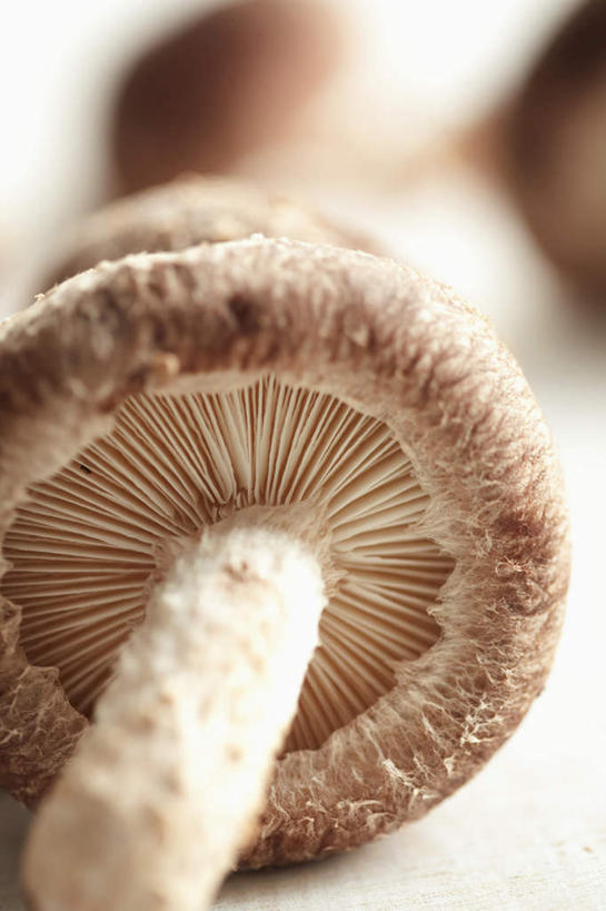 无人,竖图,俯视,室内,特写,白天,白色背景,餐桌,桌子,蔬菜,阴影,朦胧,模糊,新鲜,反射,影子,菌菇,香菇,食品,菌类,食物,三个,食用菌,摄影,有机食品,绿色食品,影棚,餐台,真菌,椎茸,彩图,高角度拍摄,影棚拍摄,拍摄,平庄菇,香菌,香蕈