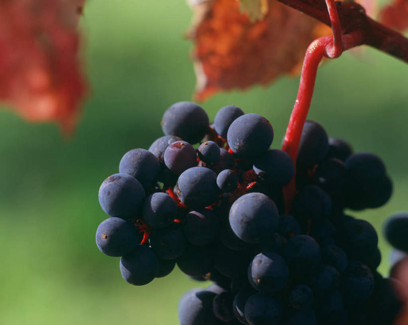 无人,横图,室外,特写,白天,正面,美景,秋季,葡萄,水果,一串,阴影,朦胧,模糊,新鲜,光线,影子,景观,生食,食品,果实,架子,食物,蓝色,阳光,自然,景色,有机食品,绿色食品,支撑,固定,自然风光,葡萄架,秋,秋天,山葫芦,蒲桃,草龙珠,彩图,黑比诺葡萄